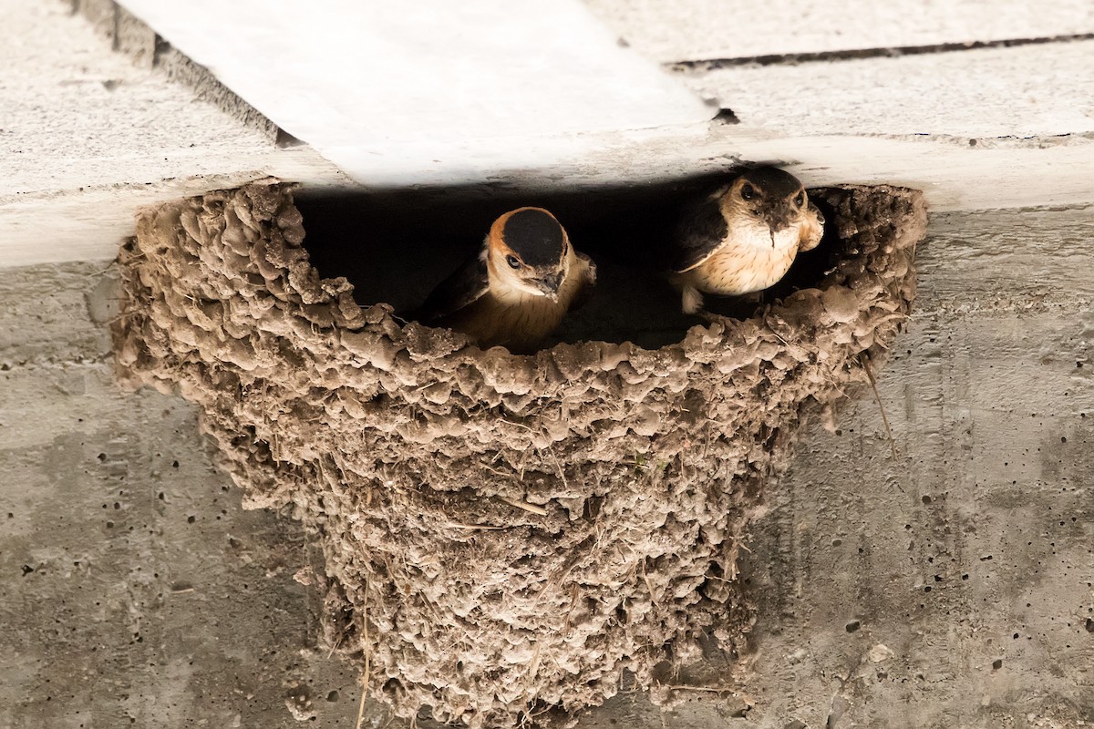 Red-rumped Swallow - ML618256274