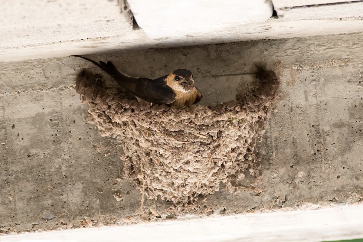 Red-rumped Swallow - ML618256276