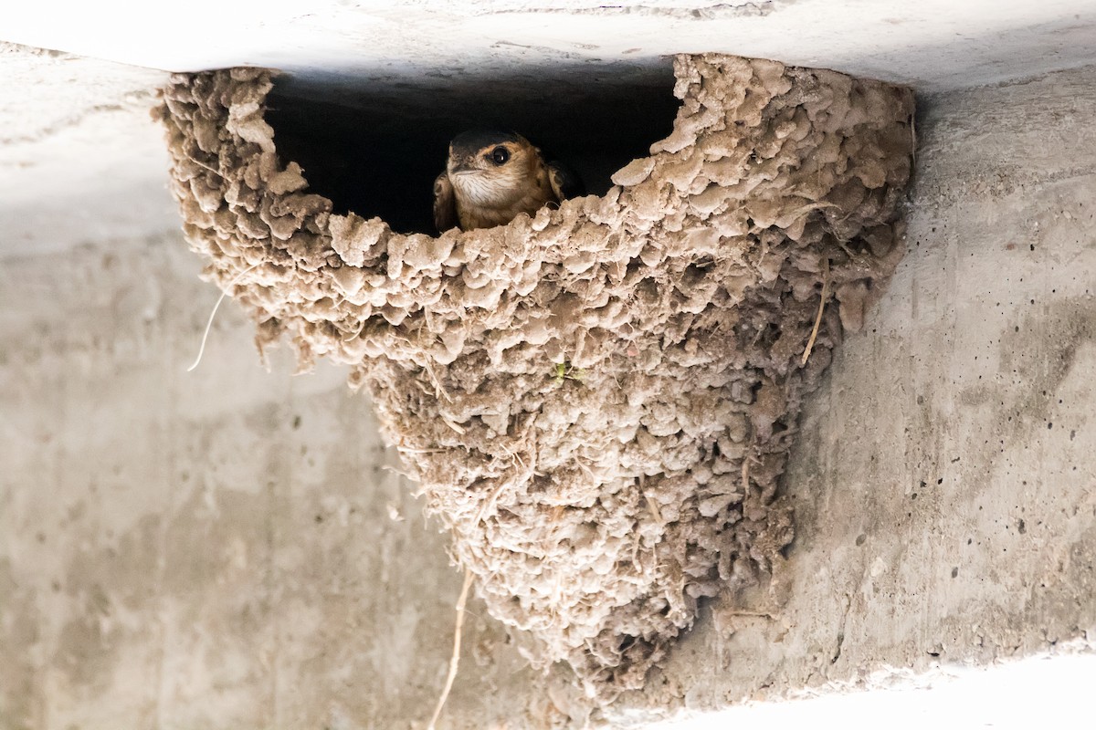 Red-rumped Swallow - ML618256279