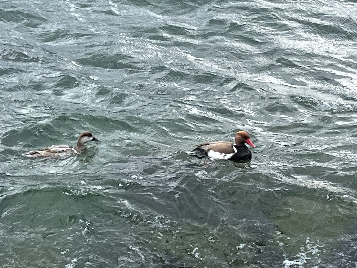 Red-crested Pochard - Liana Nolan