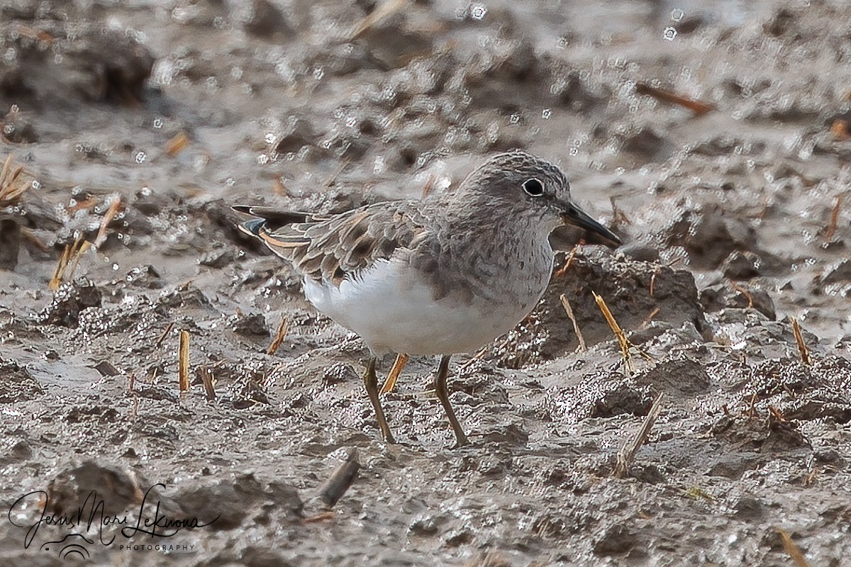 Temminck's Stint - Jesús Mari Lekuona Sánchez