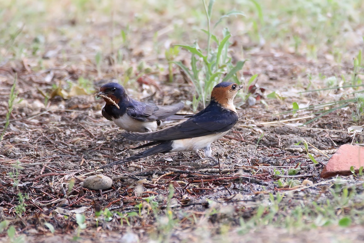 Red-rumped Swallow - Delfin Gonzalez