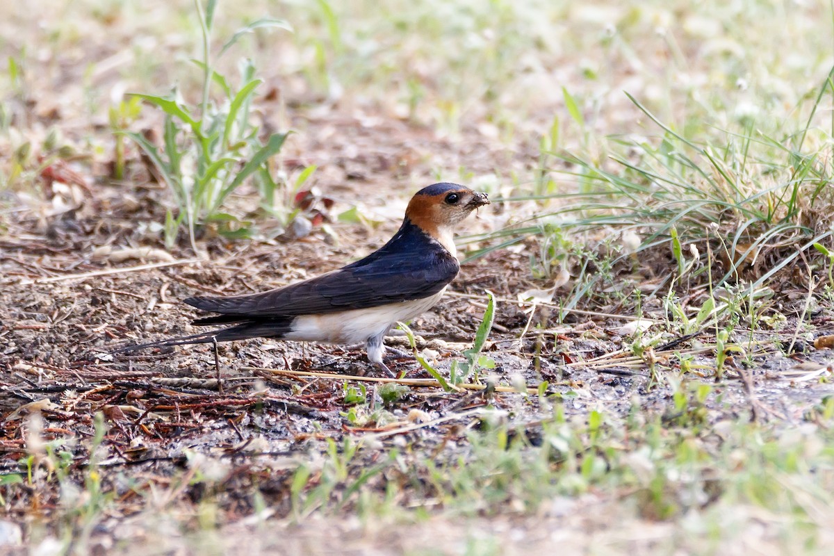 Red-rumped Swallow - Delfin Gonzalez