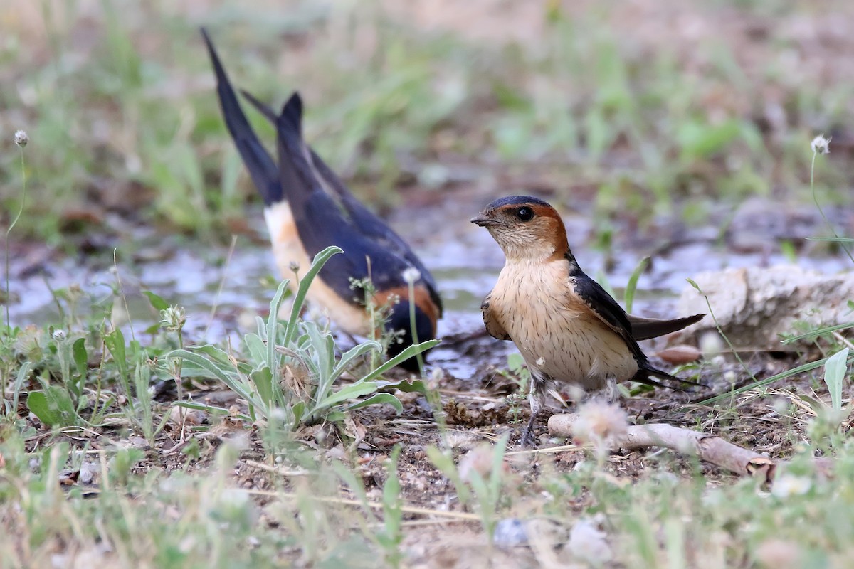 Red-rumped Swallow - Delfin Gonzalez