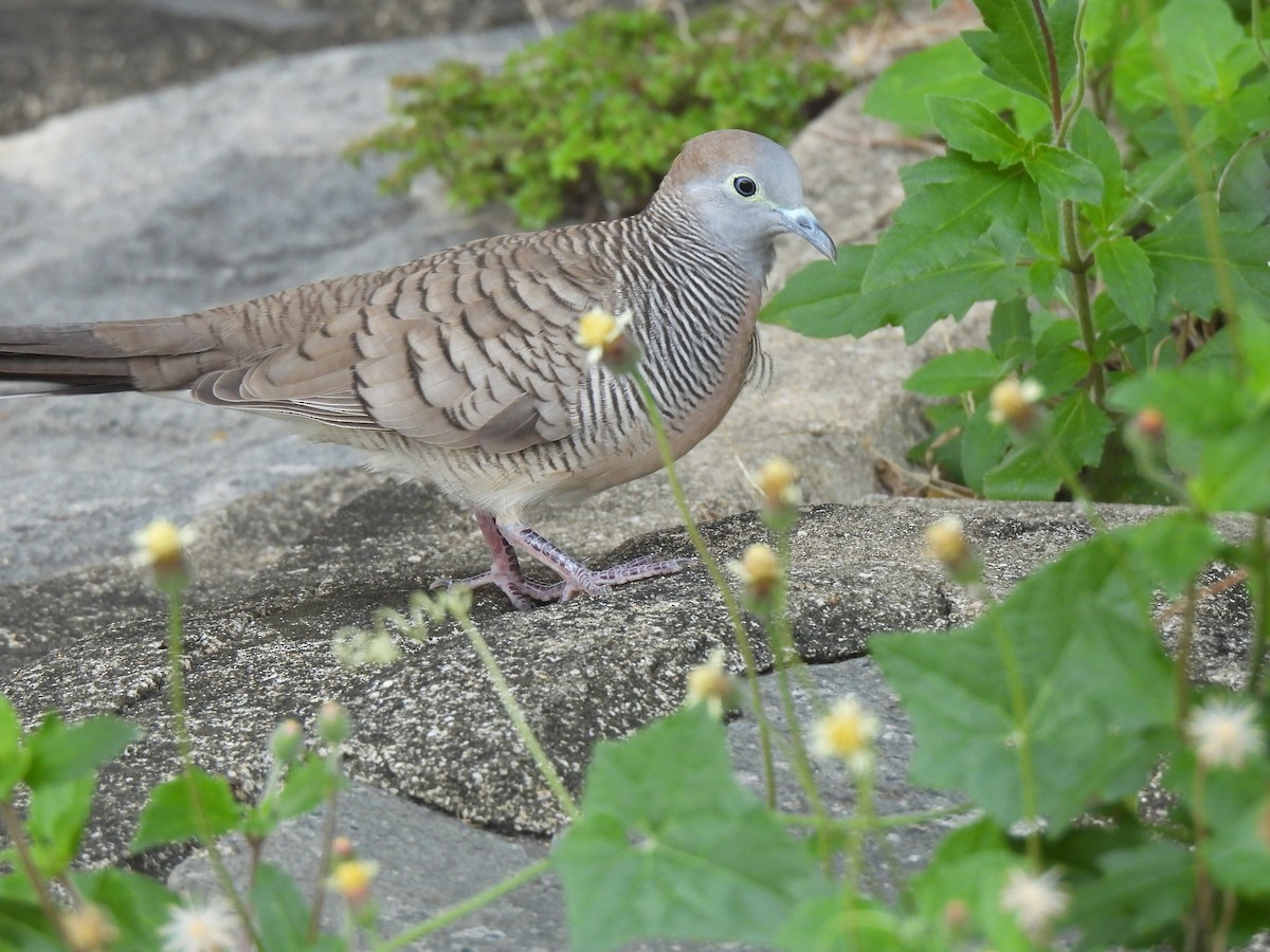 Zebra Dove - Erik Meijaard