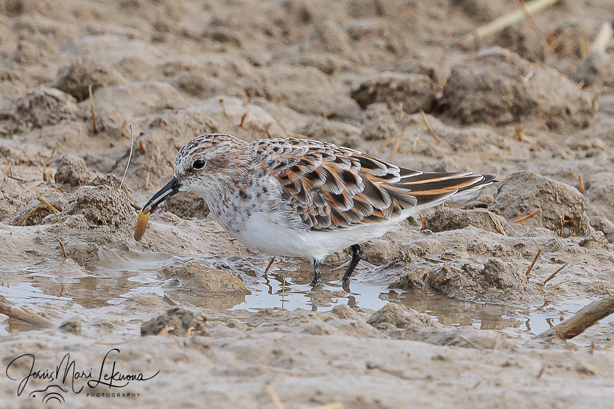 Little Stint - Jesús Mari Lekuona Sánchez