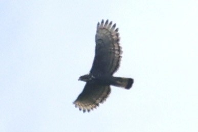 Blyth's Hawk-Eagle - Andrew William