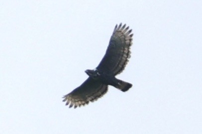 Blyth's Hawk-Eagle - Andrew William