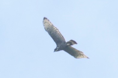 Blyth's Hawk-Eagle - Andrew William