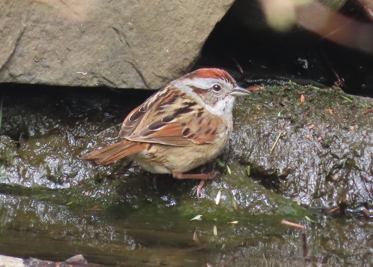 Swamp Sparrow - Gisele d'Entremont