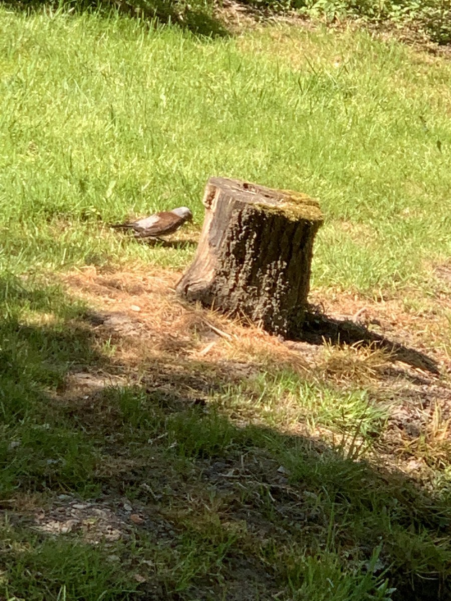 Fieldfare - The Bird kid