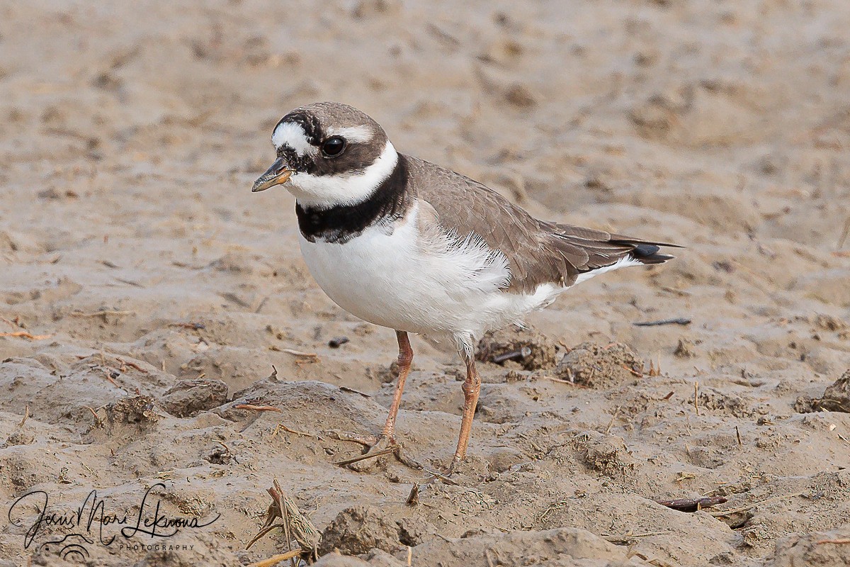 Common Ringed Plover - Jesús Mari Lekuona Sánchez