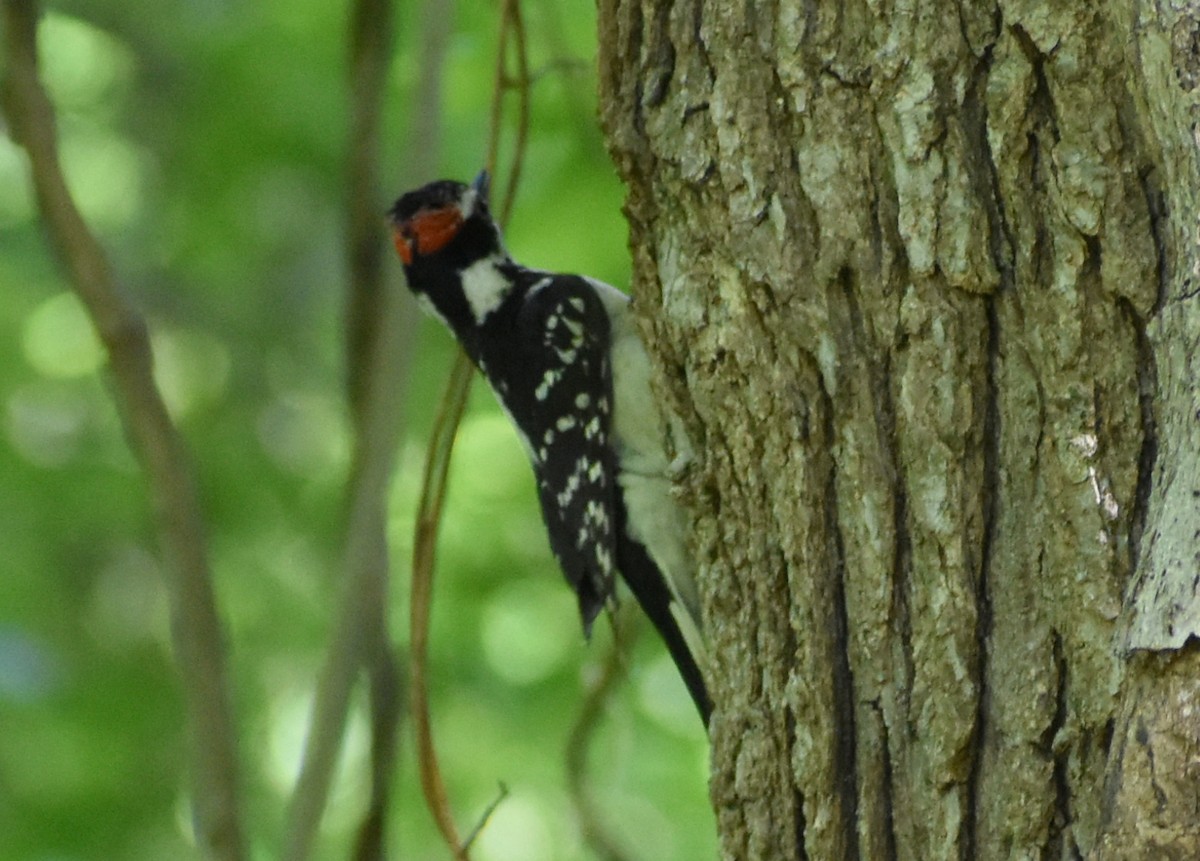 Hairy Woodpecker - Robin Toler