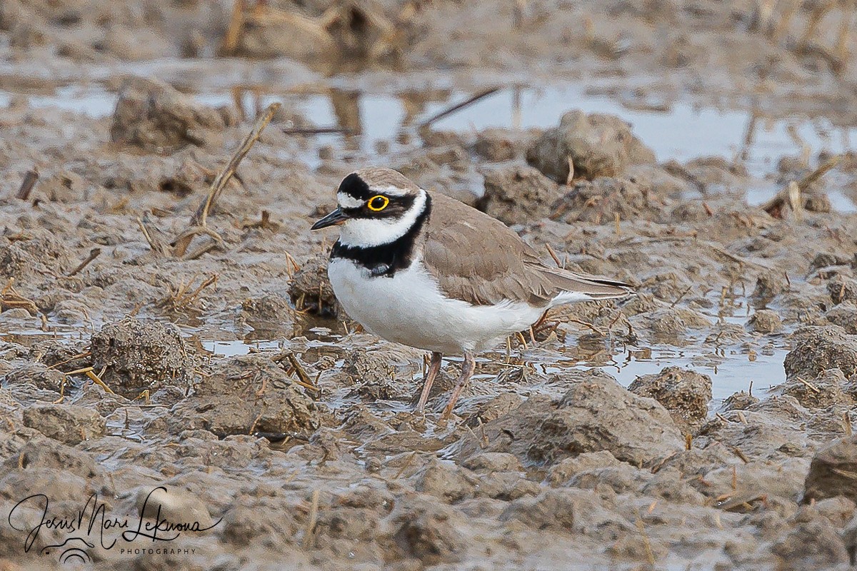 Little Ringed Plover - Jesús Mari Lekuona Sánchez