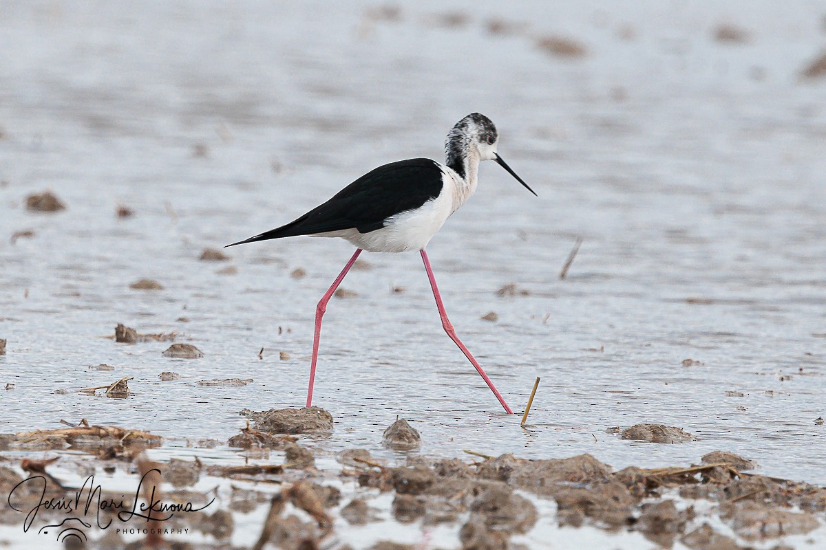 Black-winged Stilt - Jesús Mari Lekuona Sánchez