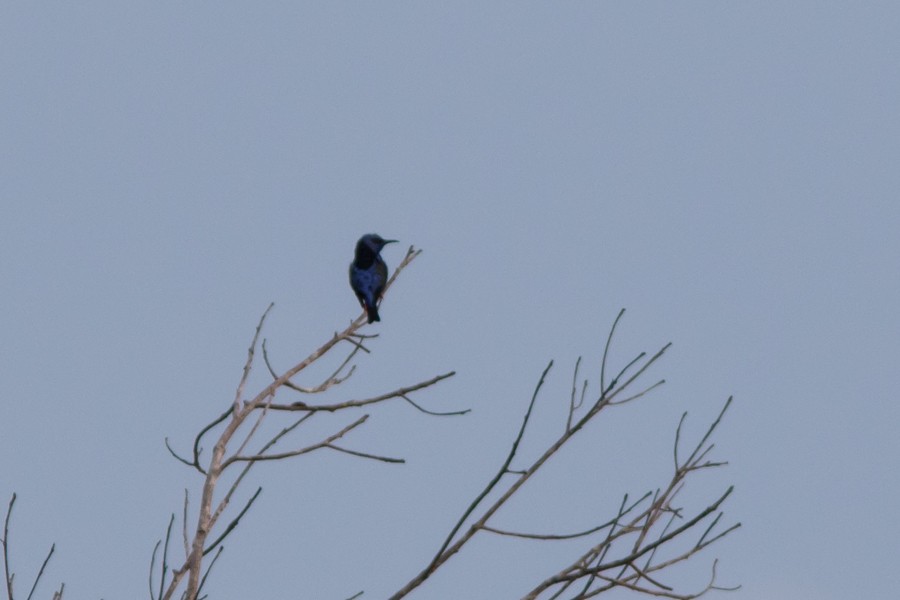 Short-billed Honeycreeper - Silvia Faustino Linhares