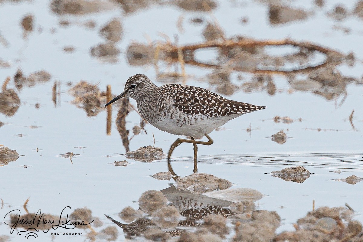 Wood Sandpiper - Jesús Mari Lekuona Sánchez