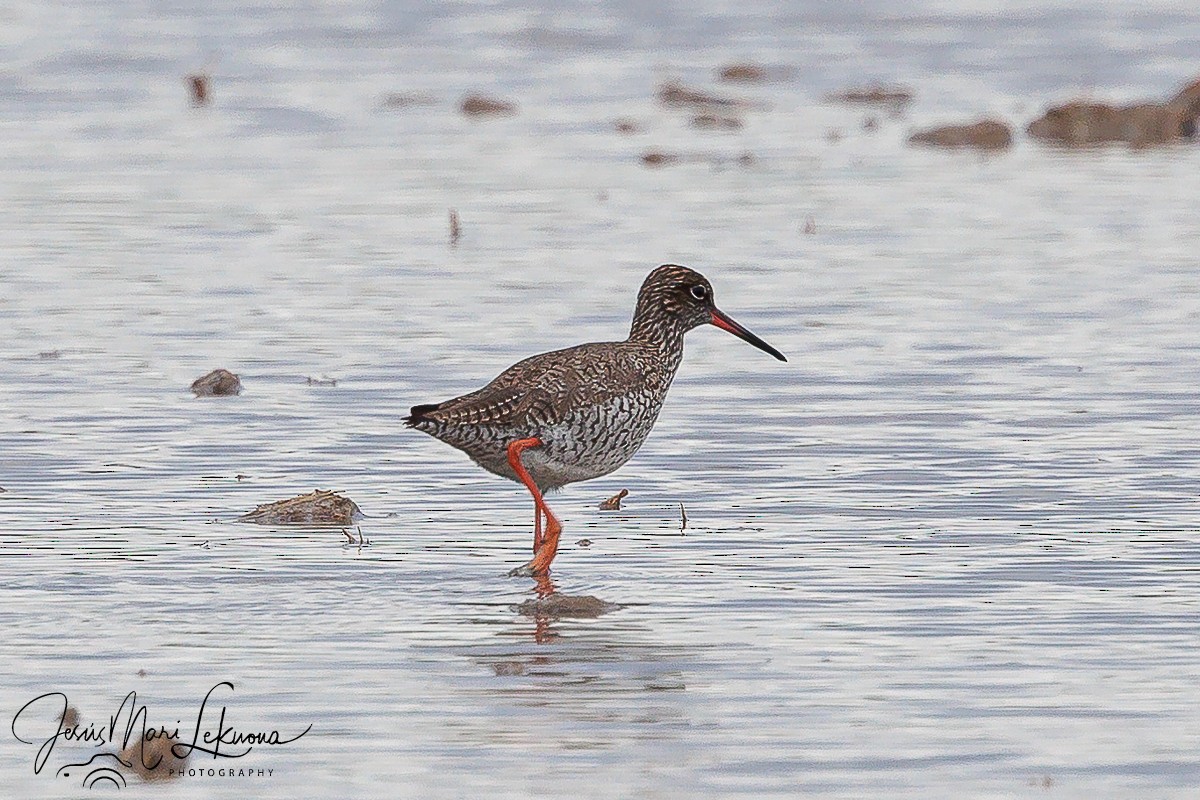 Common Redshank - Jesús Mari Lekuona Sánchez