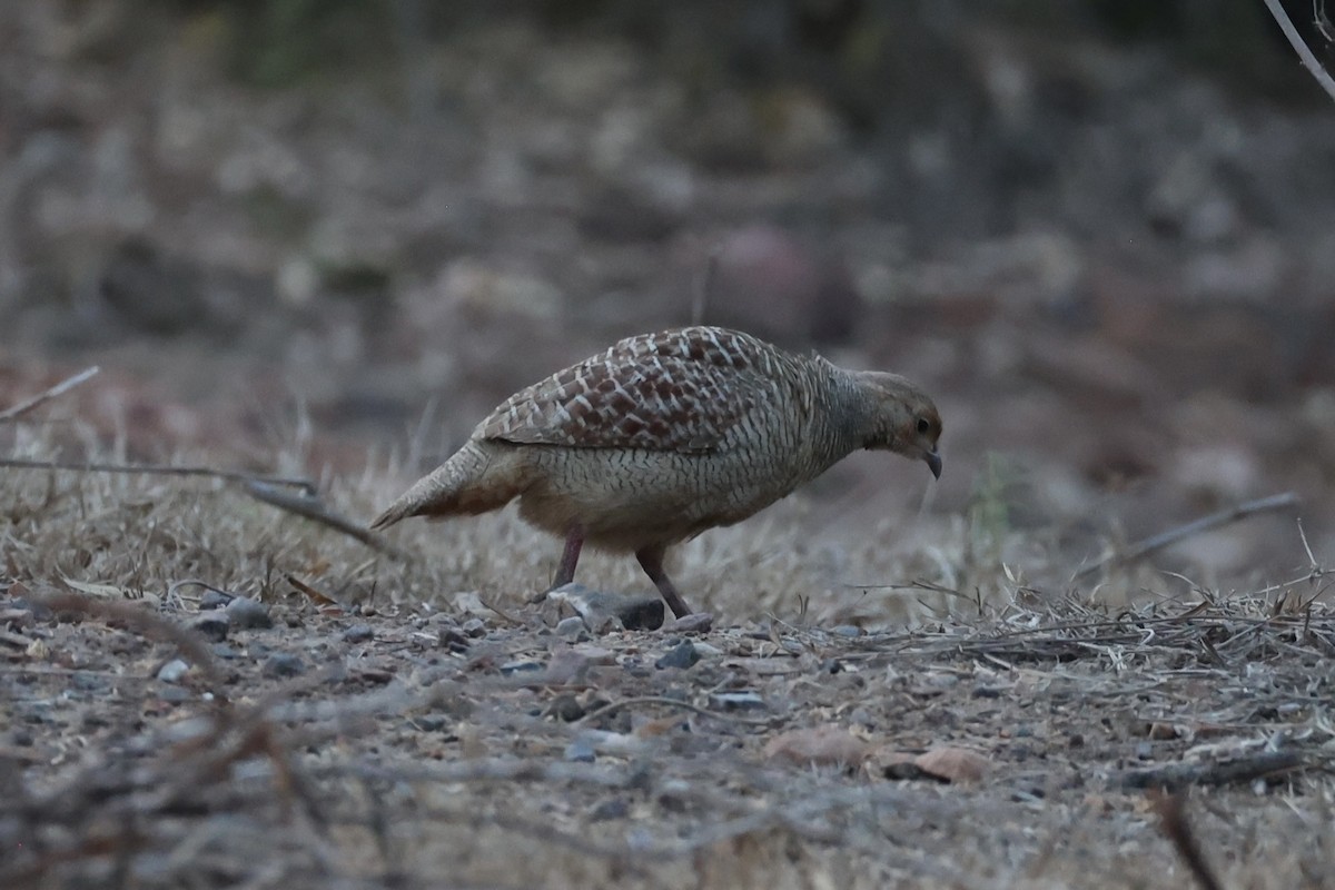 Gray Francolin - Andrew William