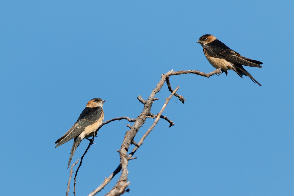 Red-rumped Swallow - Delfin Gonzalez