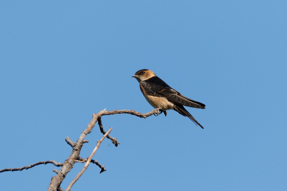 Red-rumped Swallow - Delfin Gonzalez