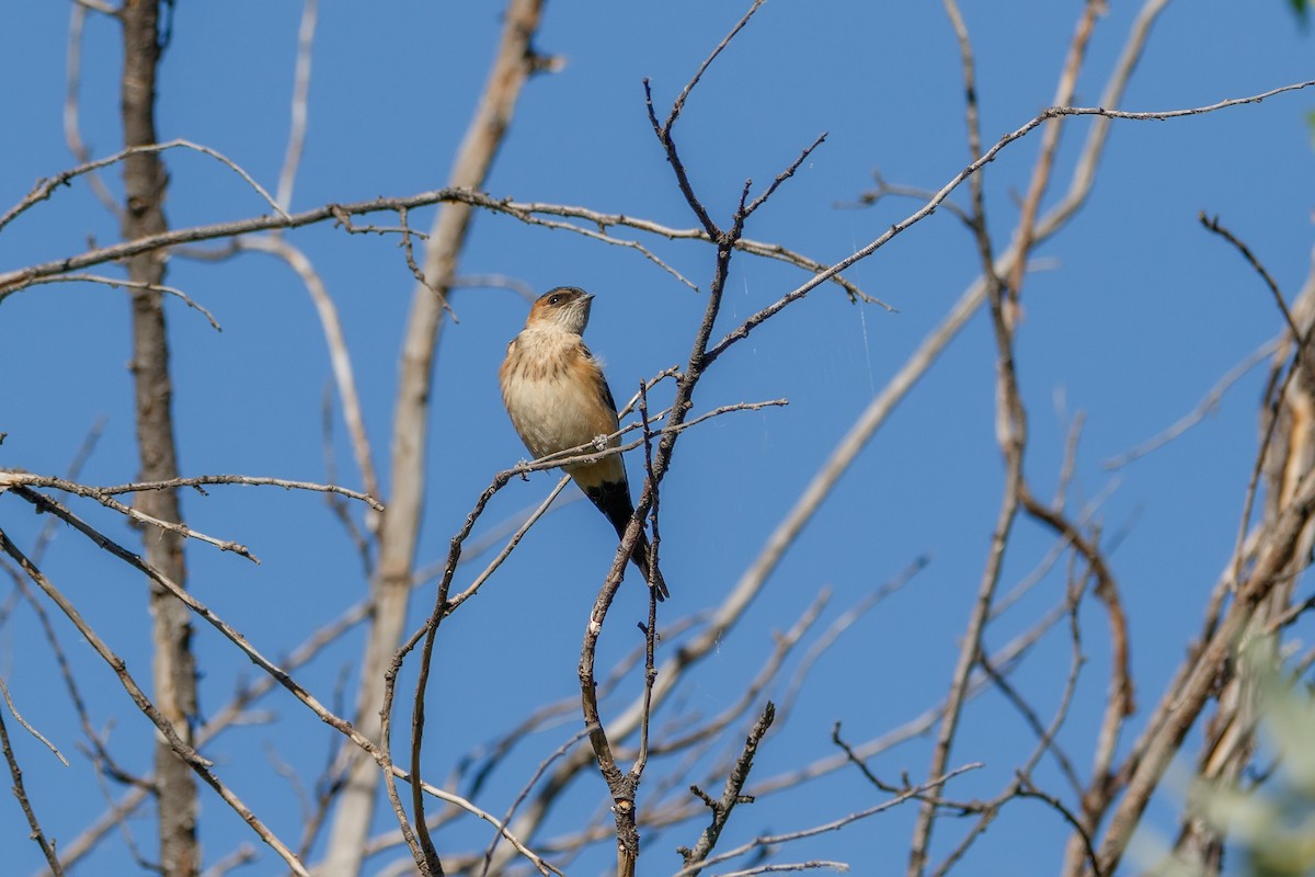 Red-rumped Swallow - Delfin Gonzalez