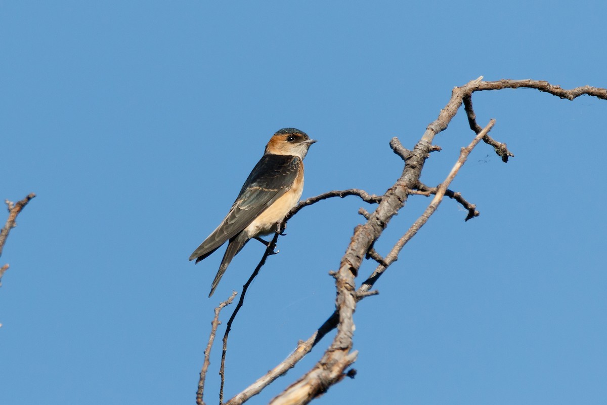 Red-rumped Swallow - Delfin Gonzalez