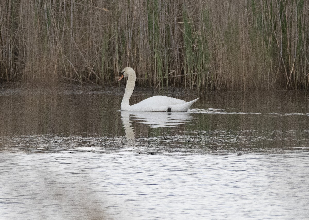 Mute Swan - ML618256456