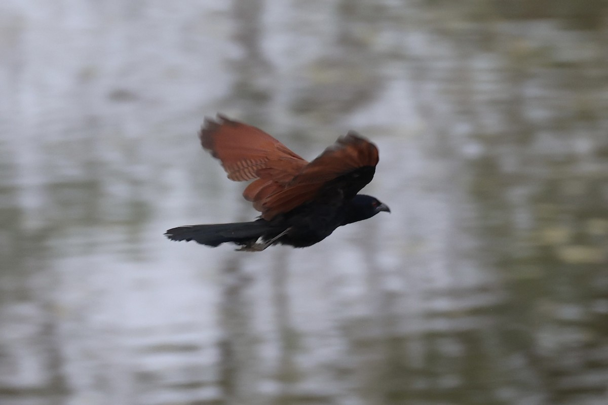 Greater Coucal - ML618256459