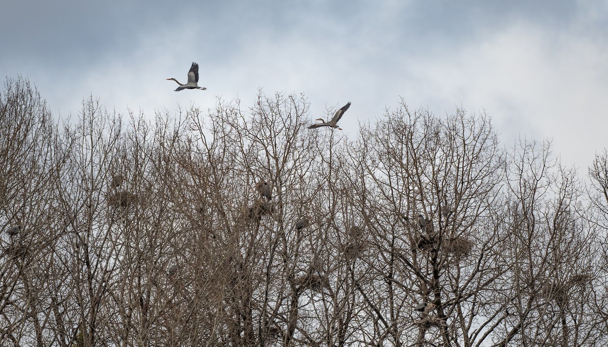 Great Blue Heron - Annie Lavoie