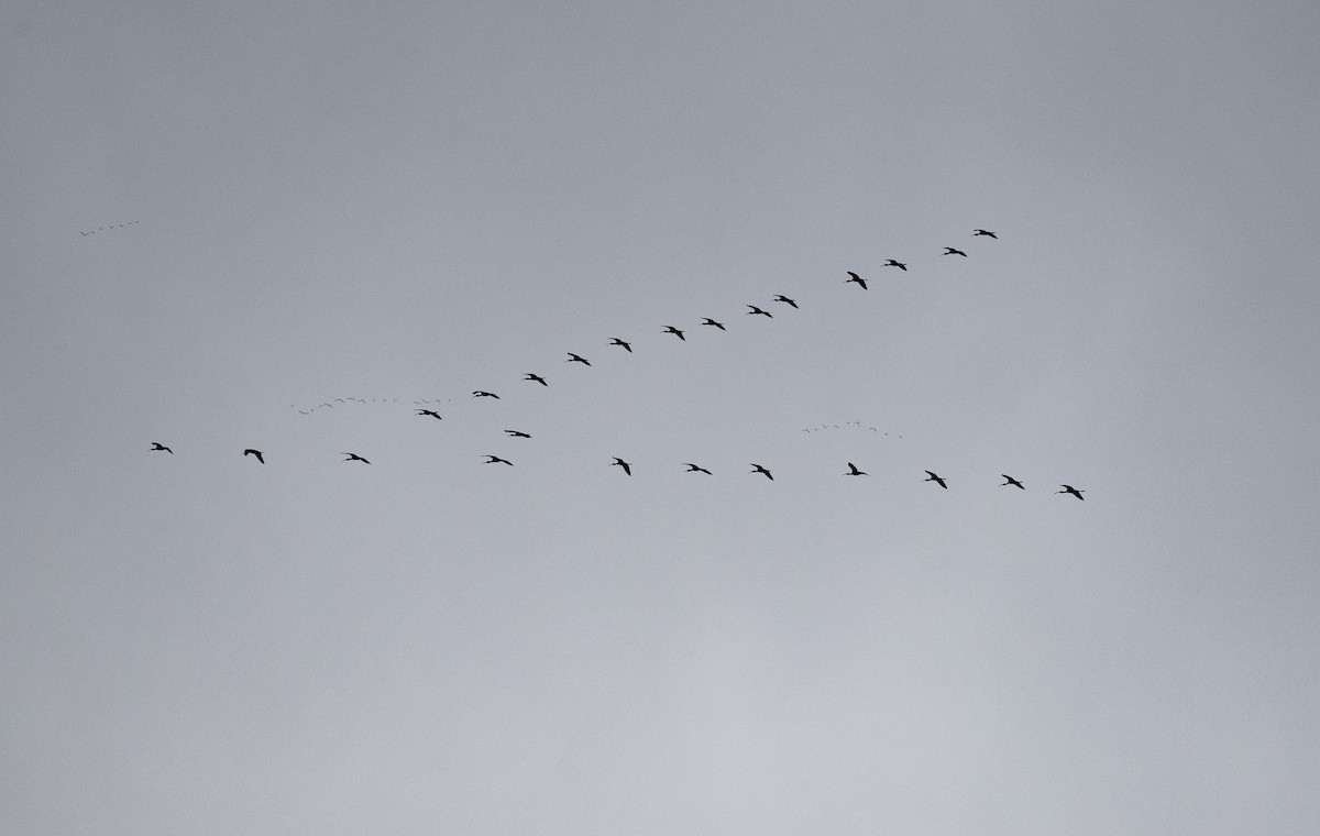 Glossy Ibis - ML618256527