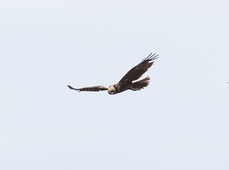 Western Marsh Harrier - ML618256538