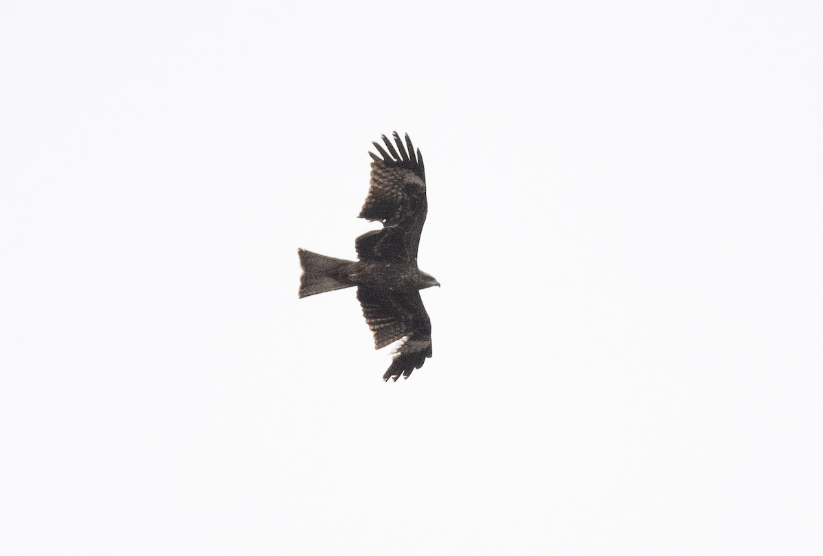 Black Kite - ML618256556