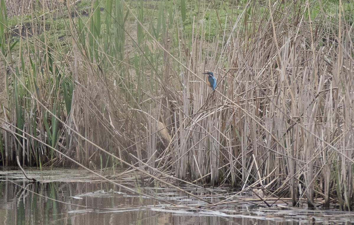 Common Kingfisher - Lena Gurdina