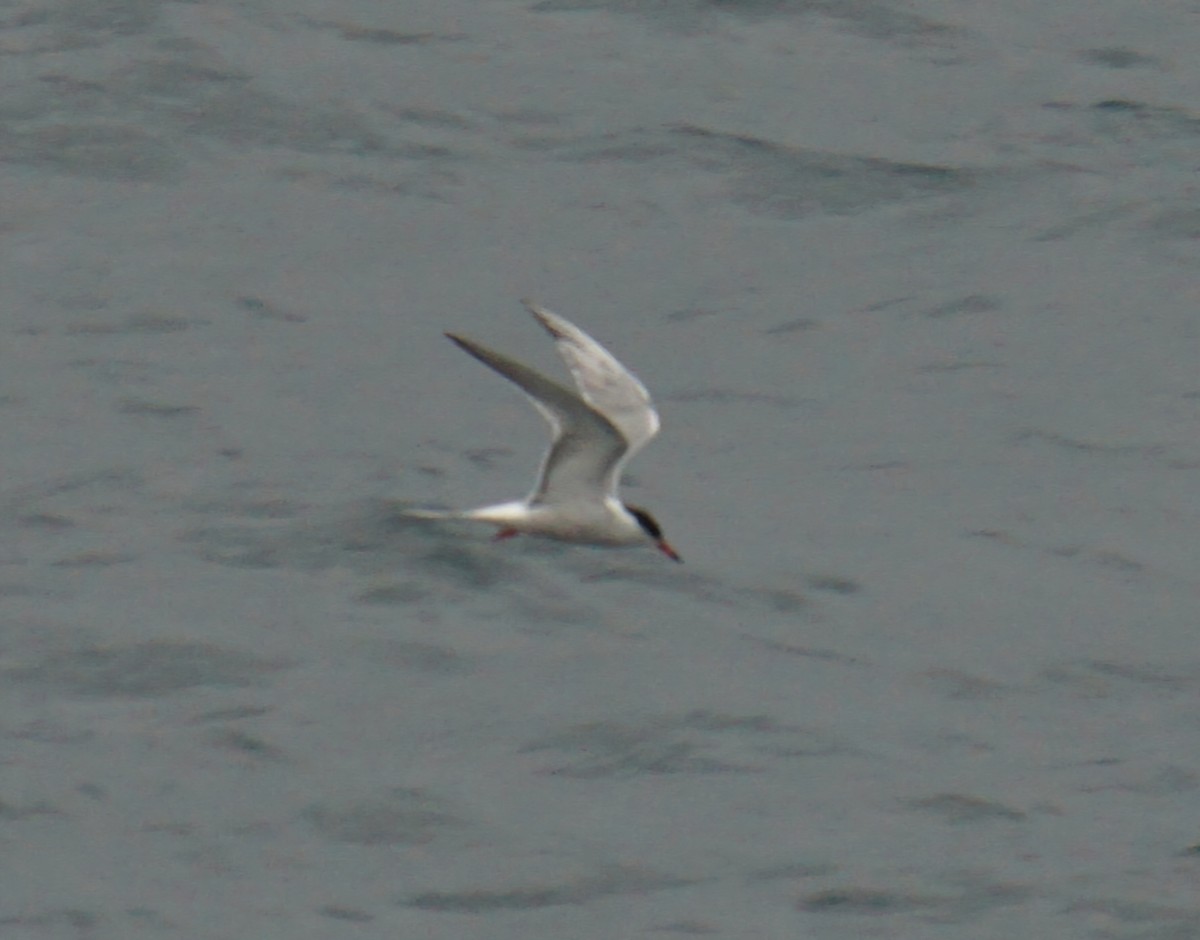 Common Tern - ML618256562