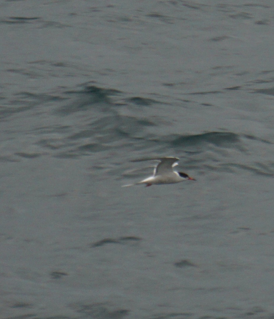 Common Tern - ML618256563