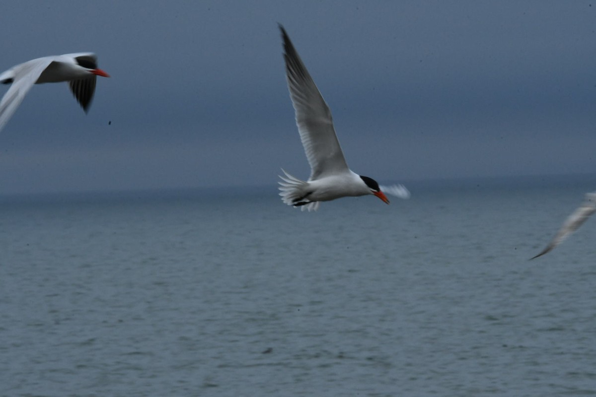 Caspian Tern - Mary Moore