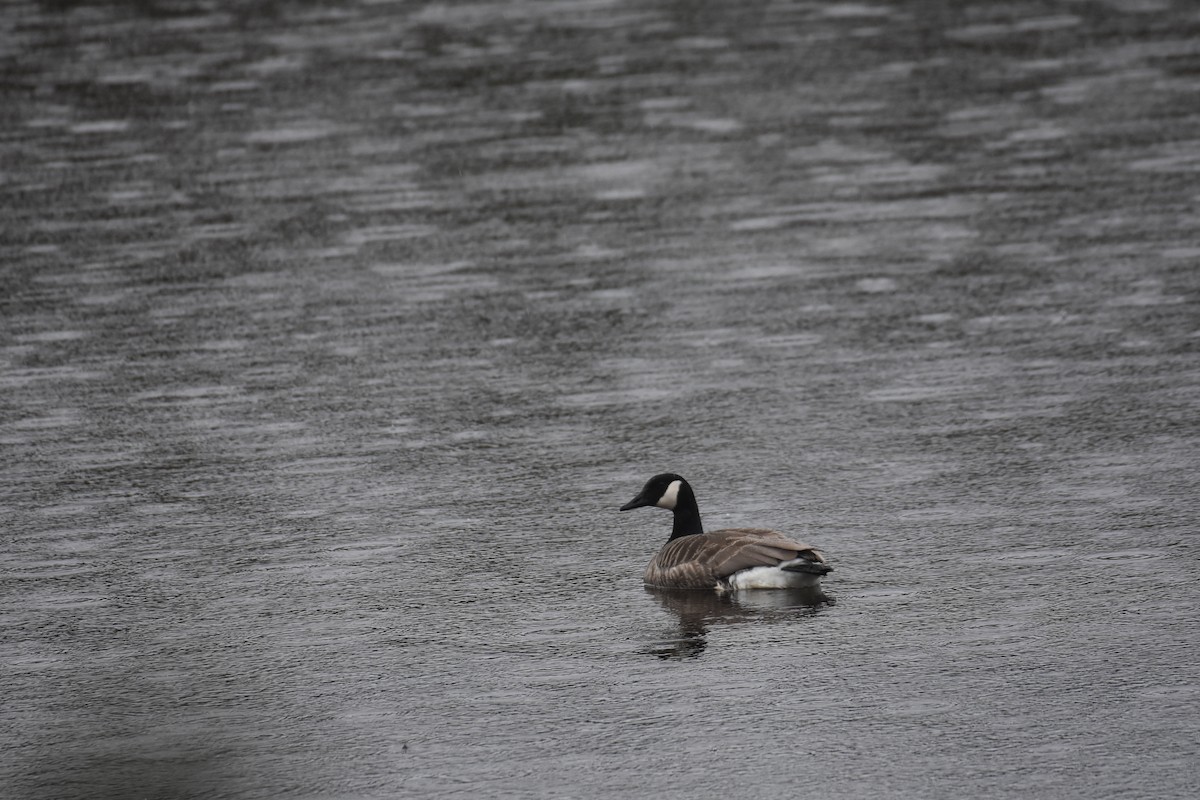 Canada Goose - ML618256583