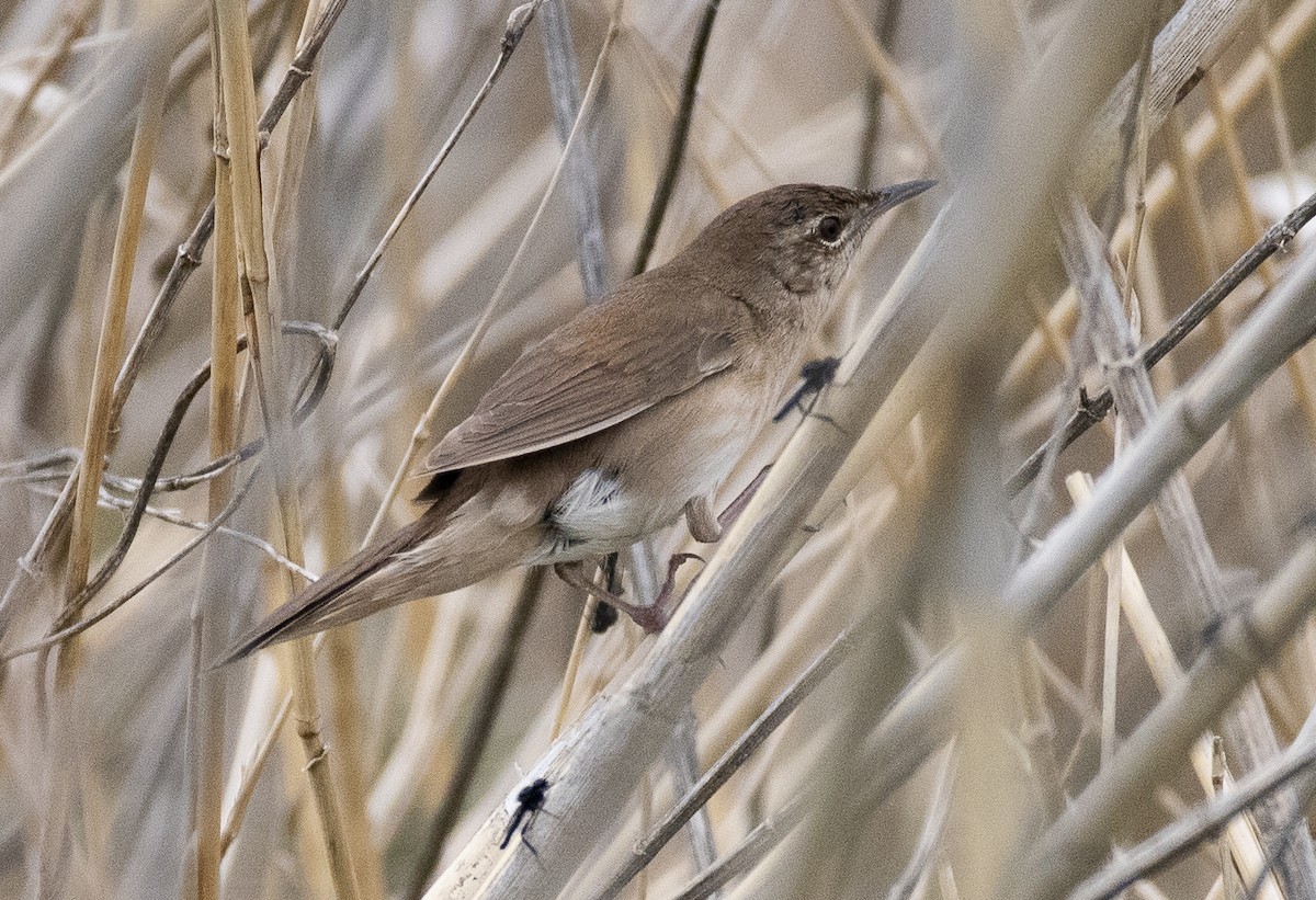 Savi's Warbler - ML618256585