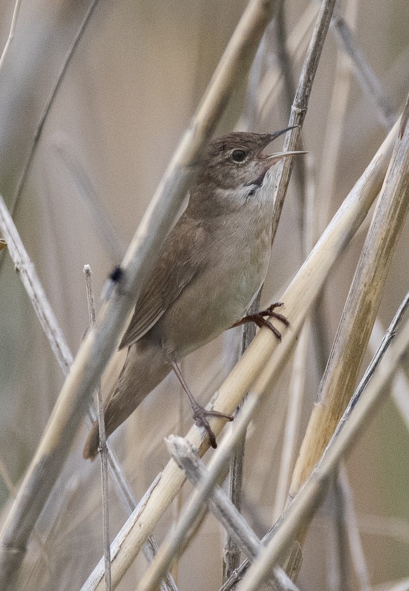 Savi's Warbler - ML618256586