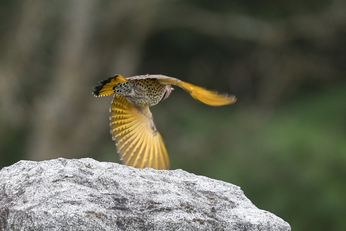 Northern Flicker - Christy Hibsch