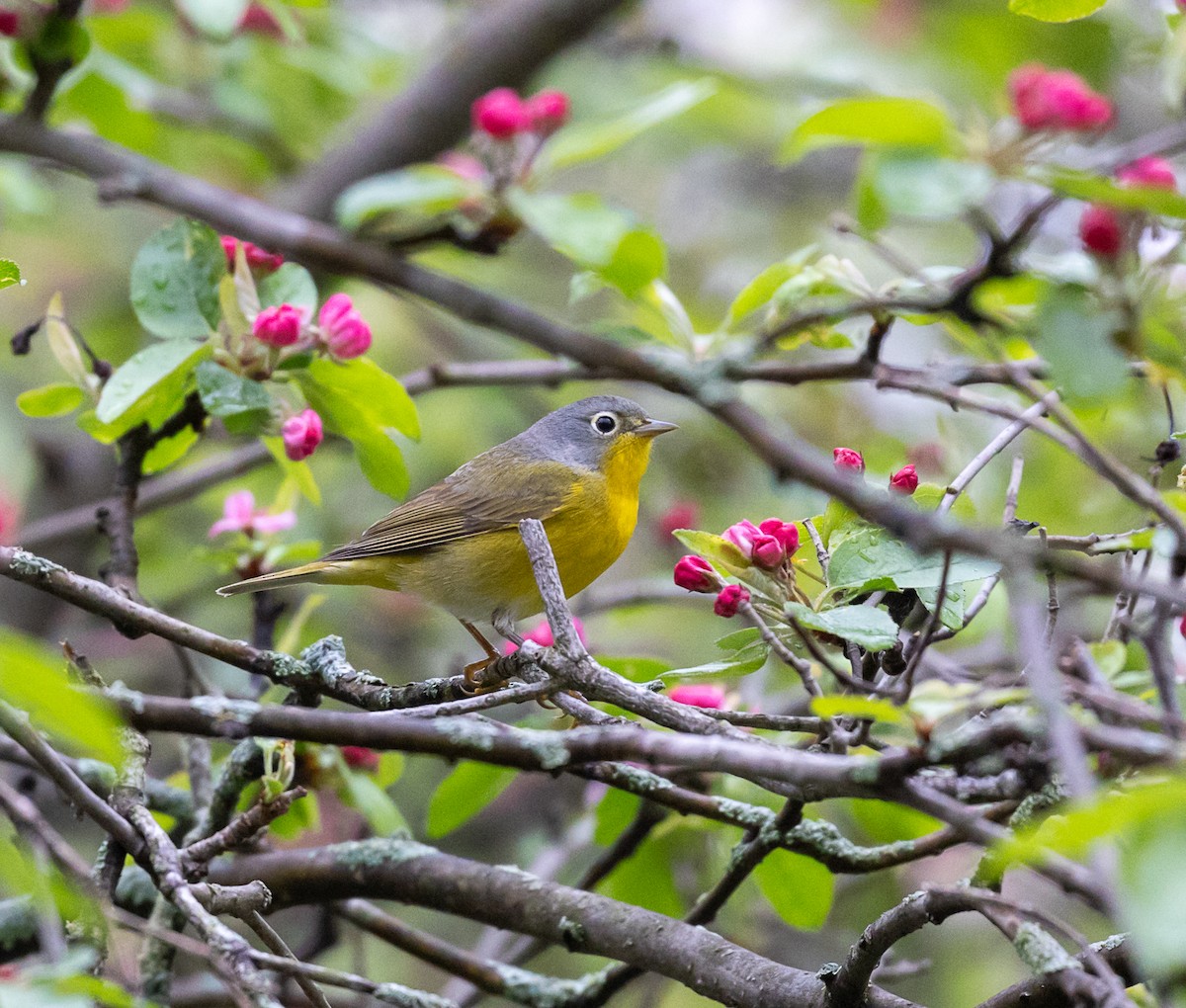 Nashville Warbler - Jason Barcus