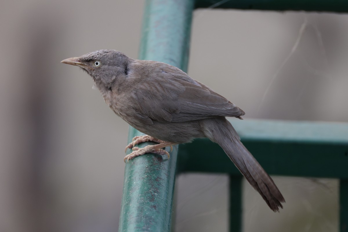 Jungle Babbler - Andrew William