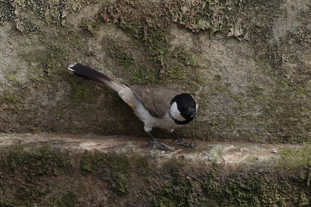 White-eared Bulbul - Andrew William