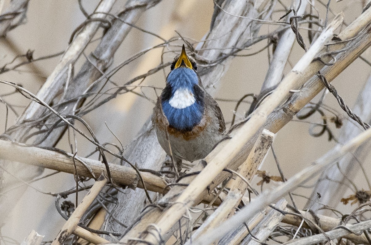 Bluethroat - Lena Gurdina