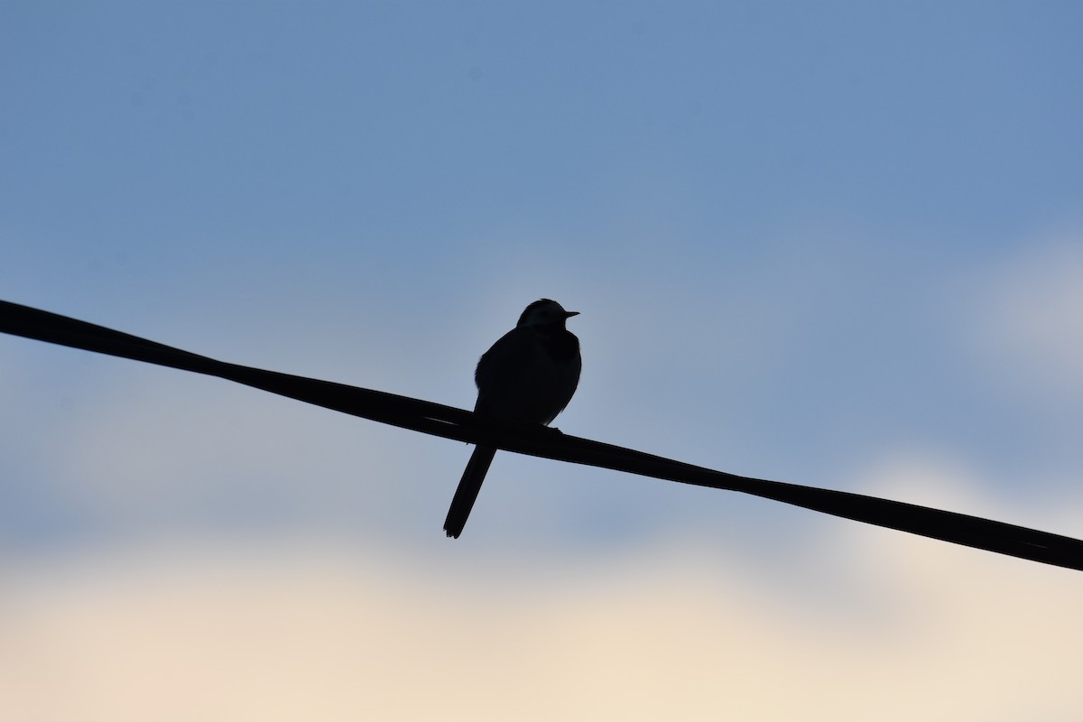 White Wagtail - ML618256639