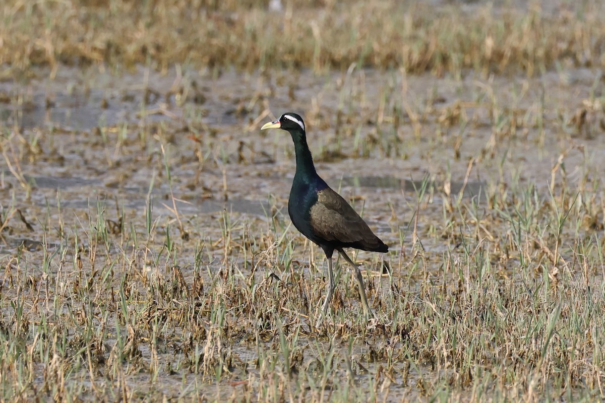 Bronze-winged Jacana - Andrew William