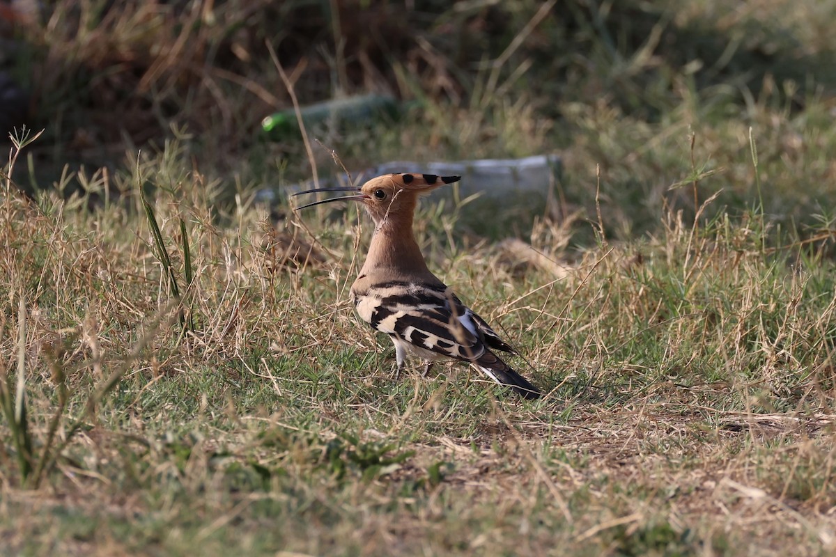 Eurasian Hoopoe - Andrew William