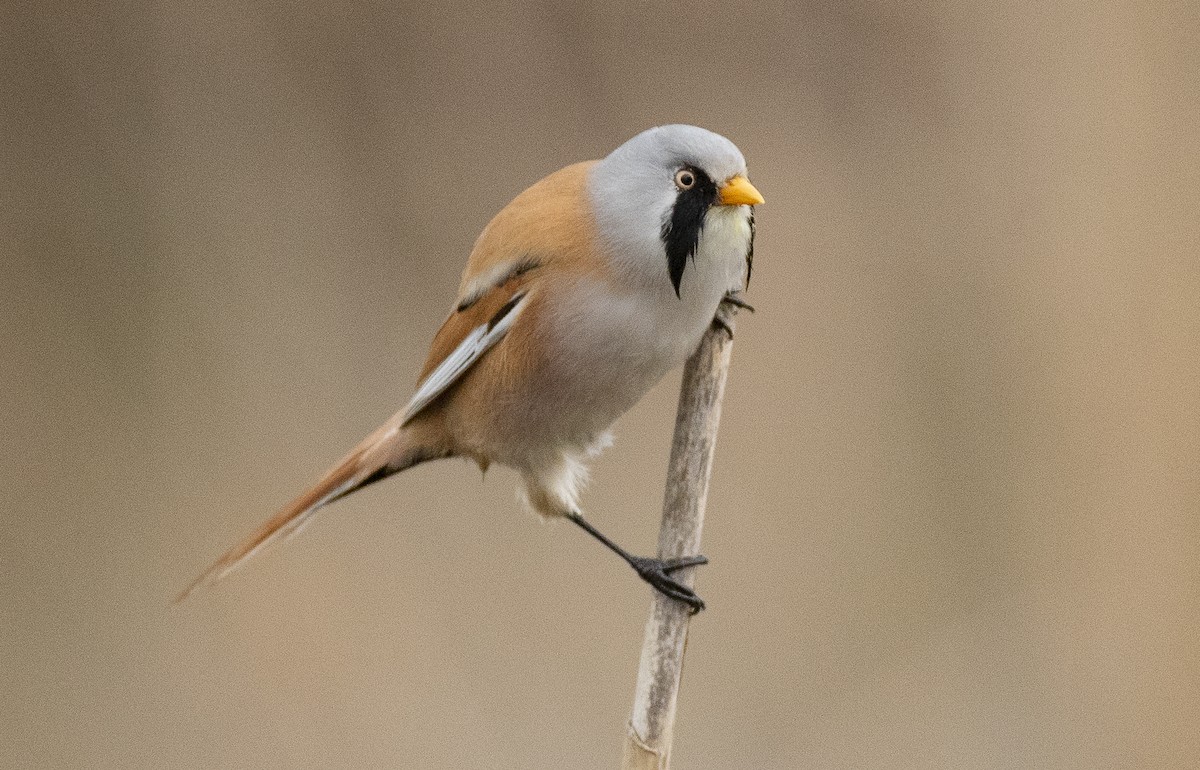 Bearded Reedling - ML618256660