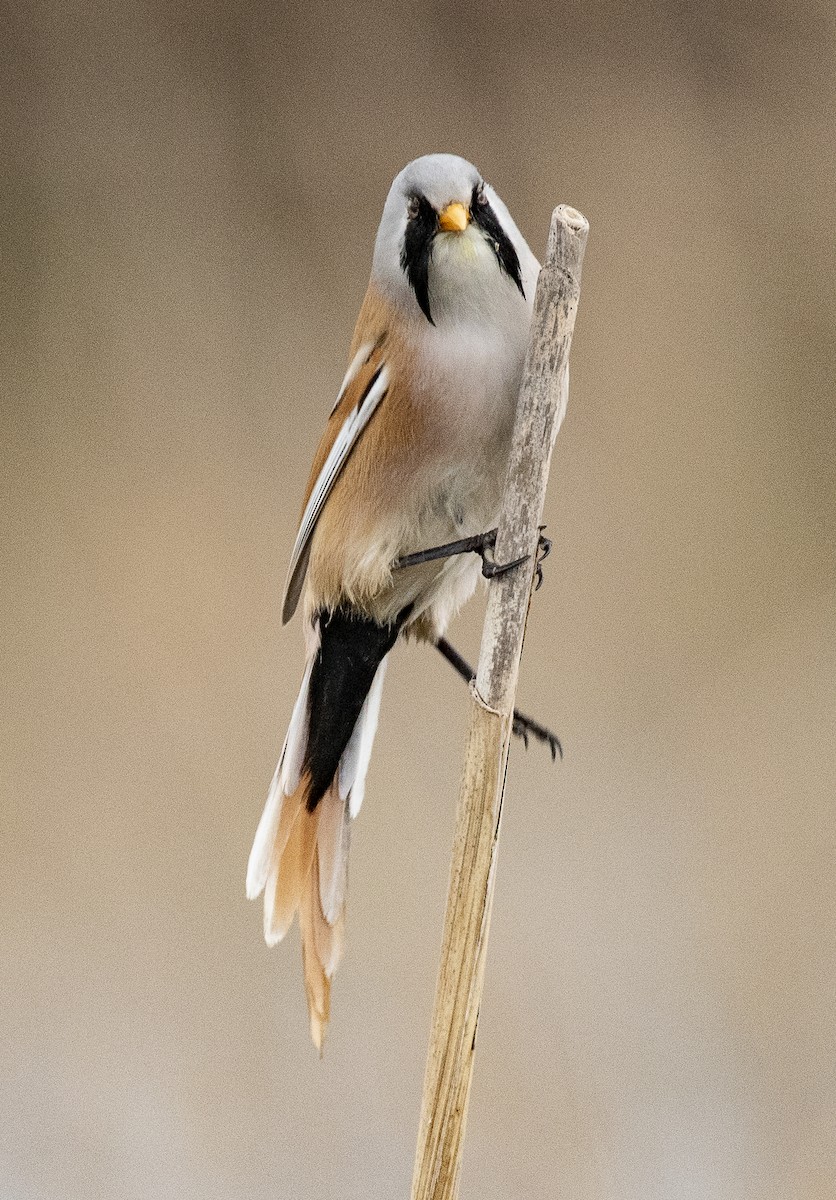 Bearded Reedling - ML618256662